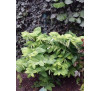 Купина багатоквіткова (Polygonatum multiflorum)